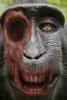 gorillazombie_t1.jpg