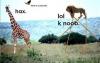 imagescaq170l3_t1.jpg